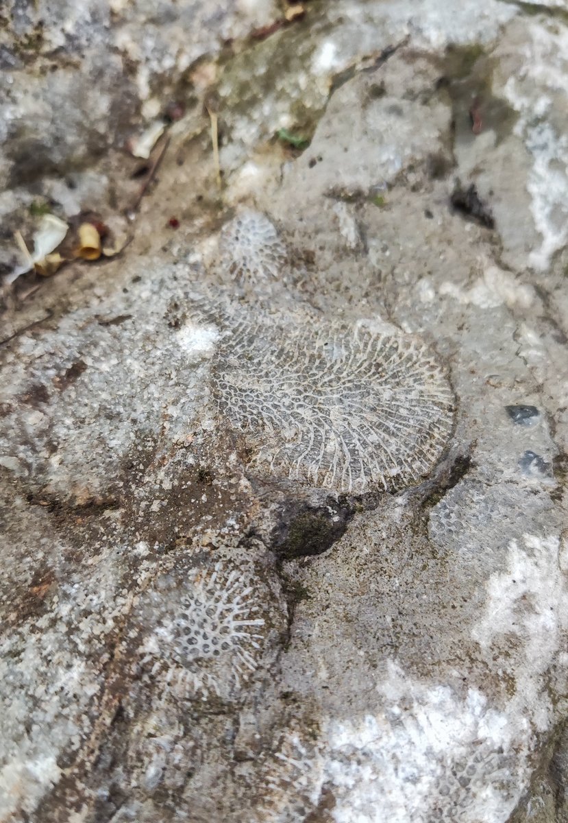 EmilieMontreal's tweet photo. En #Famenne, dès que l'on pose les pieds sur une route ou un sentier, on peut y observer 👀 les traces du passé ! 
La région, comprise dans les bassins de la Lesse, de la Lomme et de l’Ourthe, est l’une des plus riches de Belgique et d’Europe en phénomènes karstiques 🔝
#Wallonie https://t.co/iq7asjzVS1