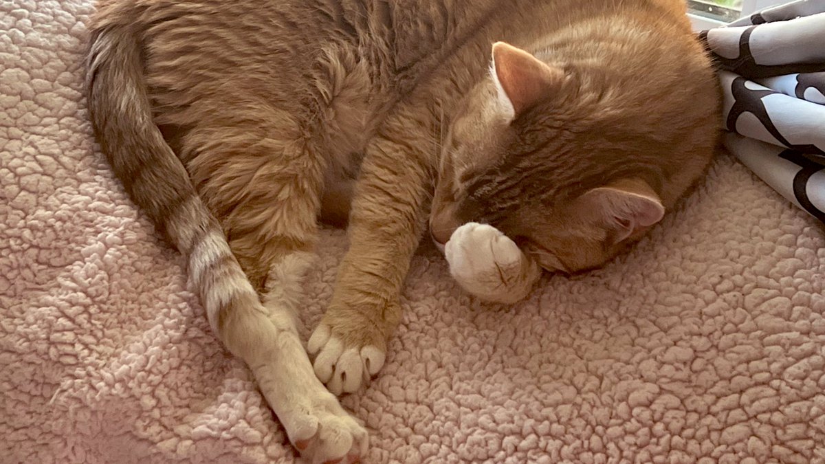 JortsTheCat's tweet photo. Washed one paw. Resting up to tackle the rest. Sí se puede https://t.co/gvKaUReyh6