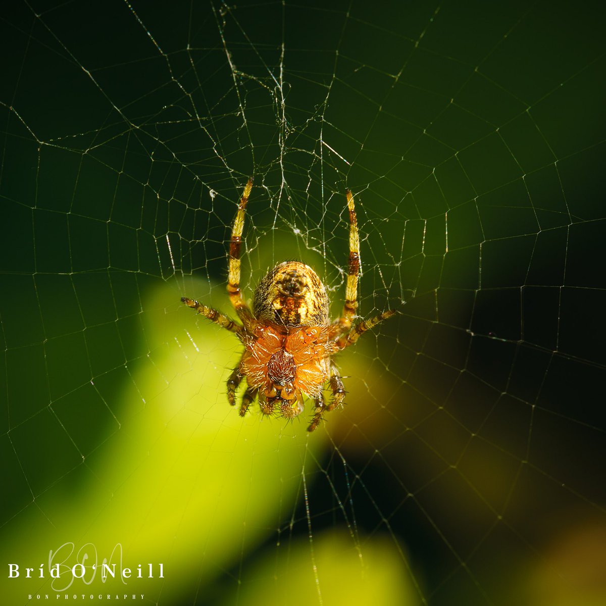 NeillBrid's tweet photo. Anyone who really knows me knows I am terrified of spiders… so this is really out of my comfort zone !!But this wee lad was smaller than a ladybird and caught my eye in the back garden yesterday eve.
#spiders #arachnophobia #spiderwebs #tinyspider #BONPhotography #photography https://t.co/M1Eu68CSSZ