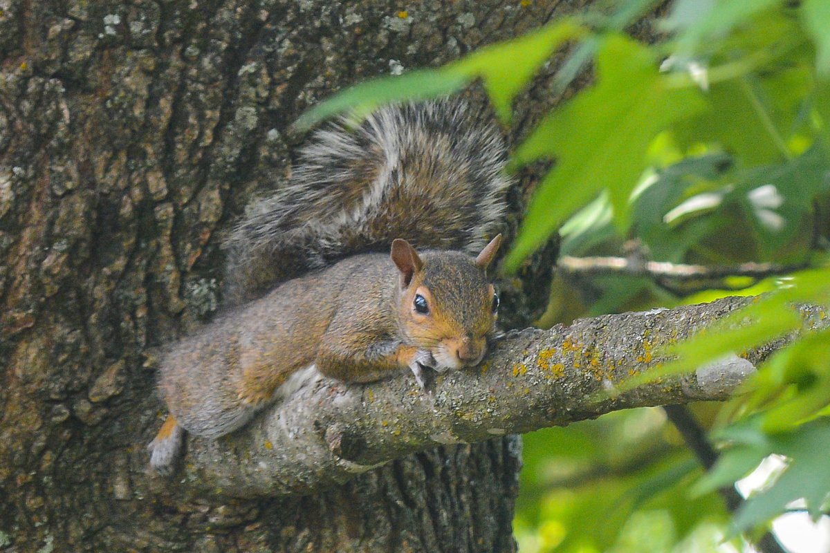 HankAllen's tweet image. "I guess I'll take a nap right here."