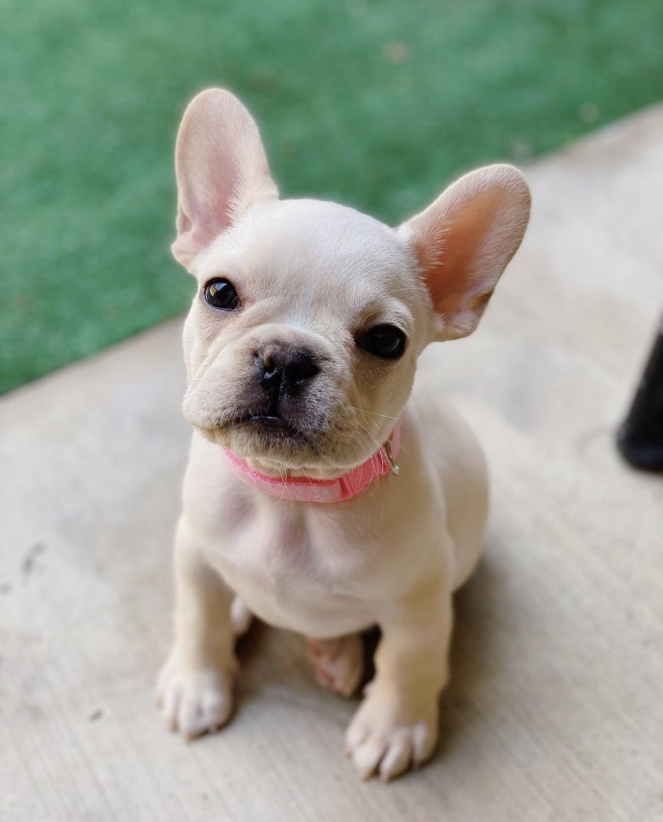 AdamBergNBC6's tweet photo. Mimi and Leia will be on television Monday morning. Be sure to watch @nbc6 at 5:40am and 6:40am. Add #ItsTimeToWalkFluffy when you post your pics, or you can tag me. If you can’t get us on tv, you can stream us here https://t.co/BULbACpLja https://t.co/vLZZTLSLFC