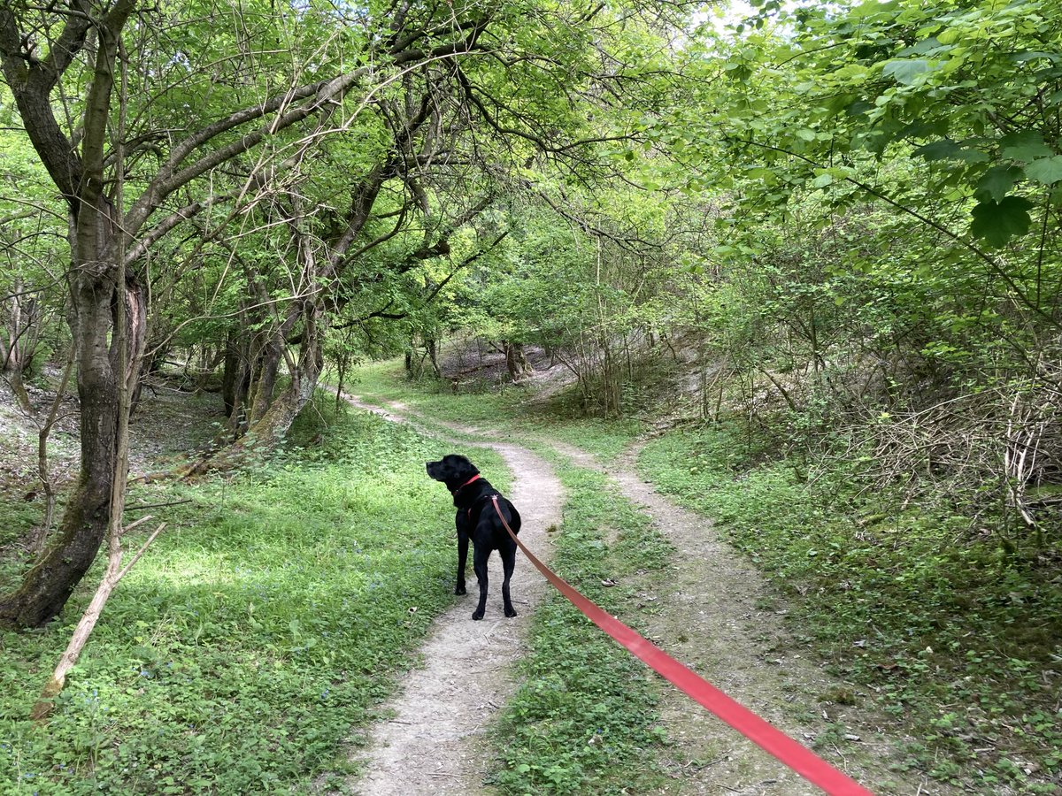 DPLewin's tweet photo. Quick walk accidentally became a 10k hike through Chilterns this afternoon. https://t.co/W7NxTCSV7C