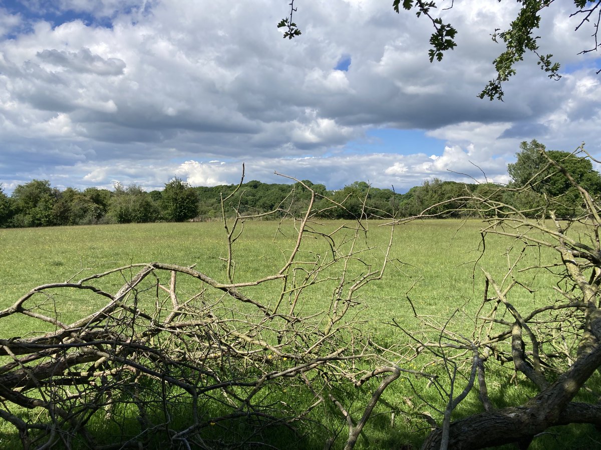 DPLewin's tweet photo. Quick walk accidentally became a 10k hike through Chilterns this afternoon. https://t.co/W7NxTCSV7C