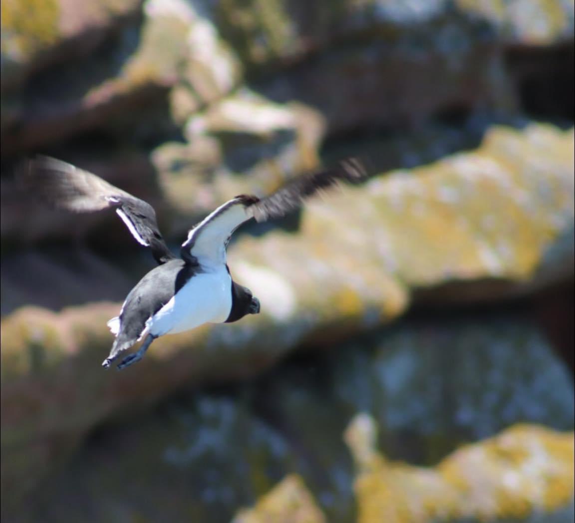 thomas_seddon's tweet photo. Razorbill, St Bees Head ! https://t.co/mChuc8lzA9