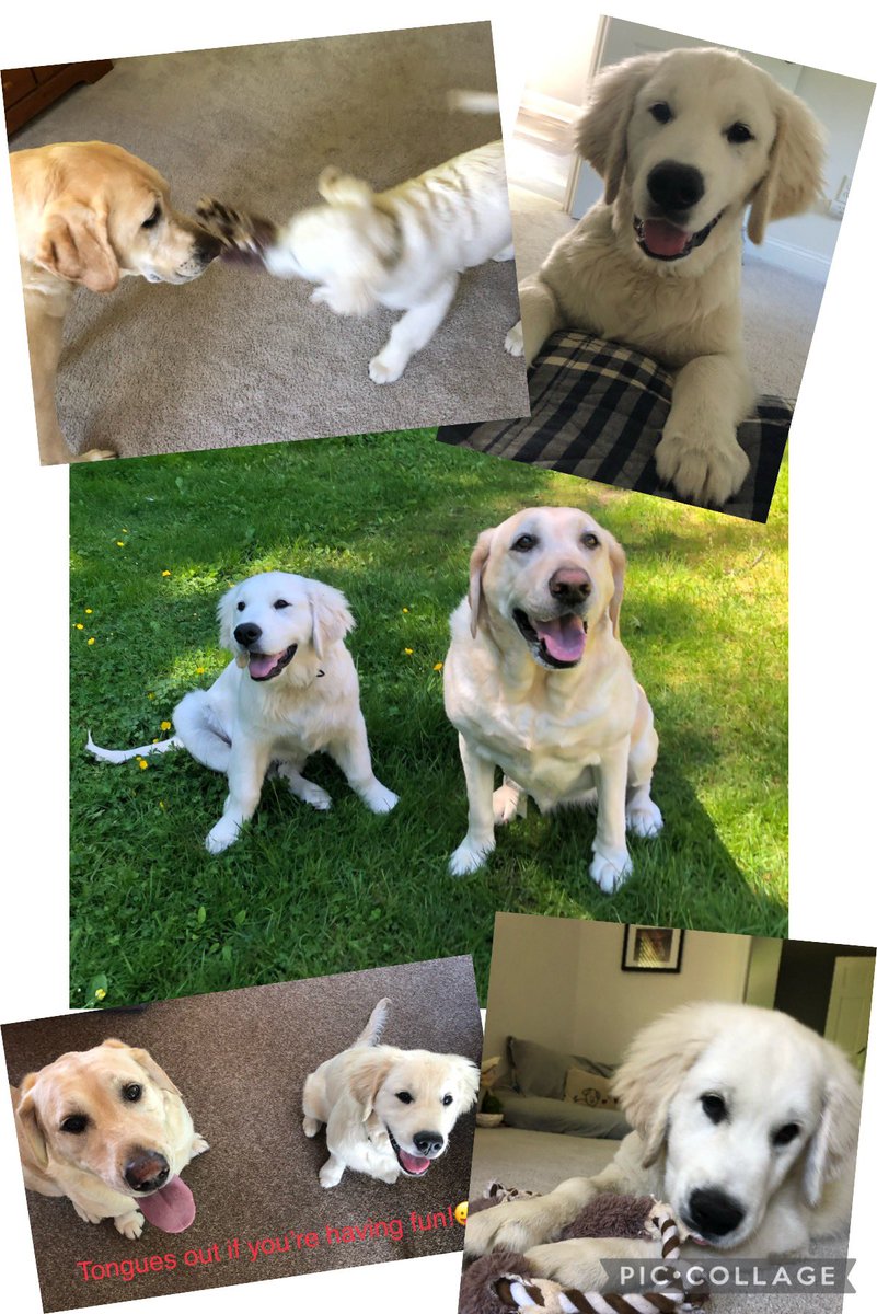 Officer Ozzie’s Day Out! Oz &amp; Lucky are having a great day together after a few weeks off. I’m thinking they will be the same size very soon! <a href="/DiBellaLaw/">DiBella Law Injury and Accident Lawyers</a> @boston25gene <a href="/doston25/">doston</a> #parkerpride