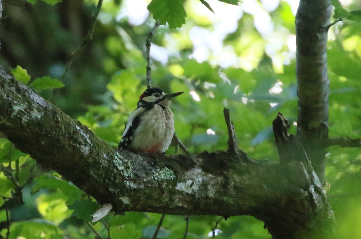 JamesyMurphy's tweet photo. A few pics from Tomnafinnoge Wood https://t.co/rEXfwUmrxd