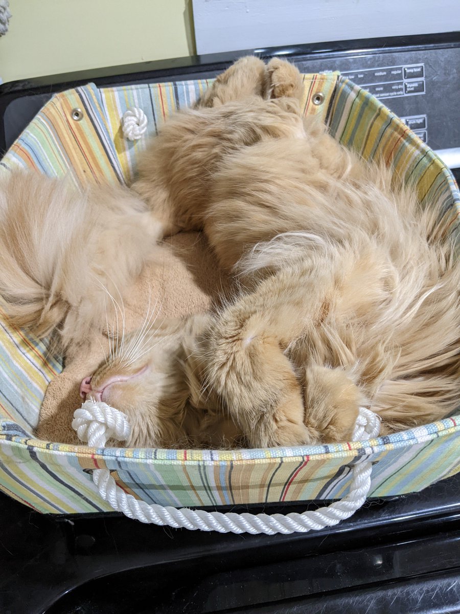 TheDailyFreya's tweet photo. mom has been THE WORST about posting lately and doesn't understand that my public NEEDS this content. 

#CatsOfTwitter https://t.co/y2867jw33C