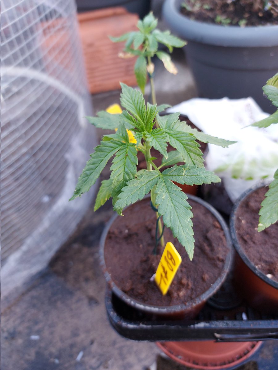 Ju_bps's tweet photo. Bruce Banner Auto @sweetseeds_es - Day 28 - Outdoor - #Sweetseeds #BBauto #BruceBanner #Hulk https://t.co/7jpCkUDCTD