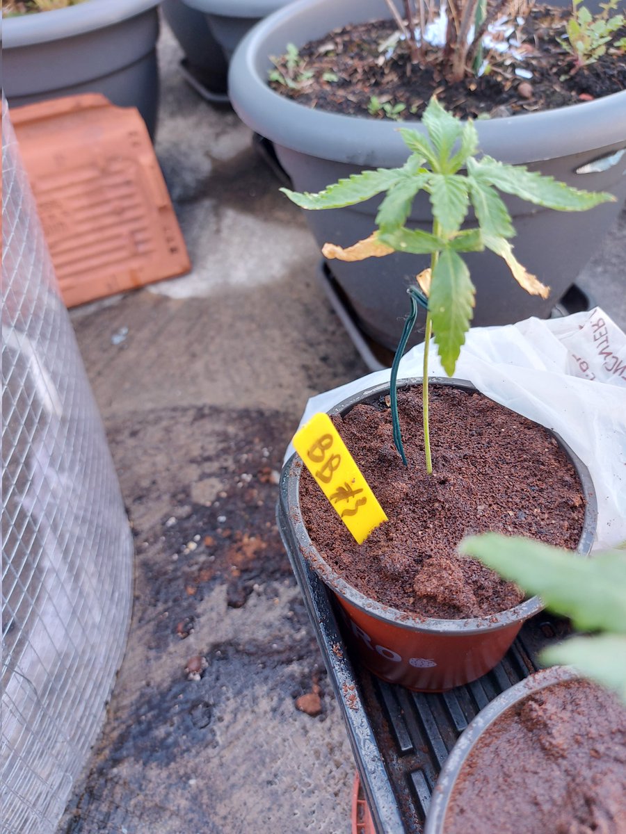 Ju_bps's tweet photo. Bruce Banner Auto @sweetseeds_es - Day 28 - Outdoor - #Sweetseeds #BBauto #BruceBanner #Hulk https://t.co/7jpCkUDCTD