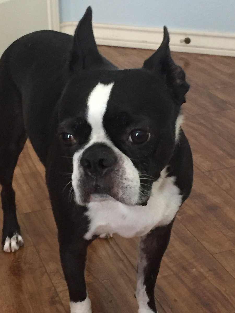 Baxter the Boston & Miss Scarlett tweet media