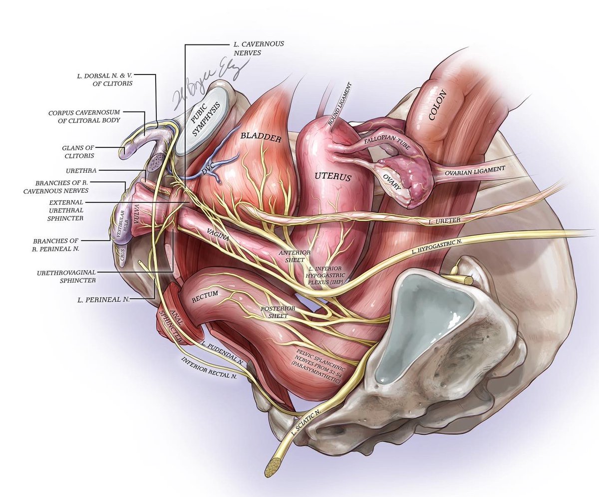 Here is a new amazing illustration of the clitoris made by illustrator Hannah Bryce.