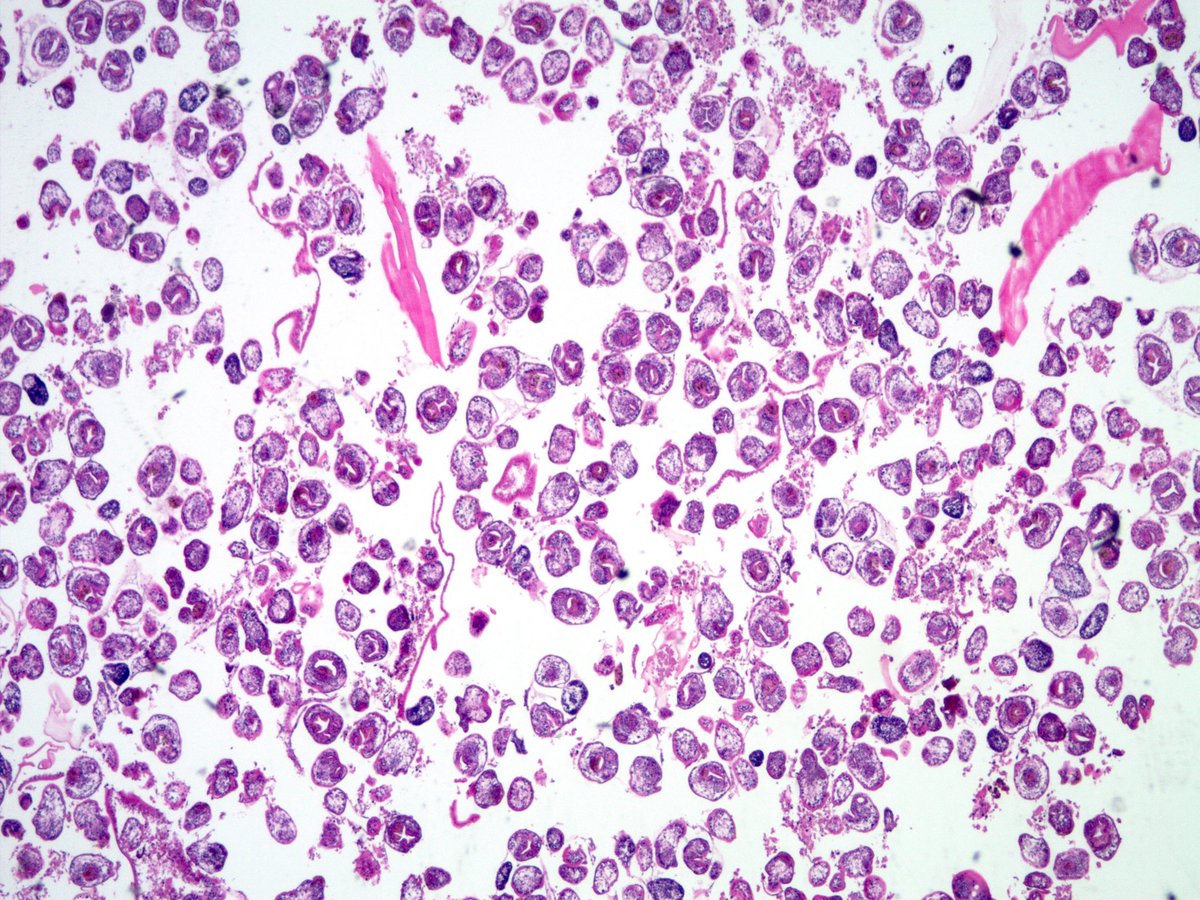 Sanjay Mukhopadhyay tweet media