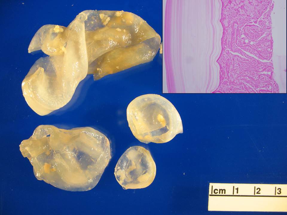 Sanjay Mukhopadhyay tweet media