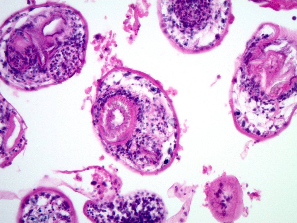 Sanjay Mukhopadhyay tweet media