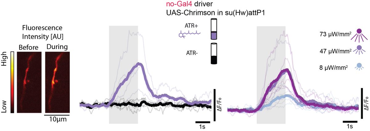 Matthieu Louis tweet media