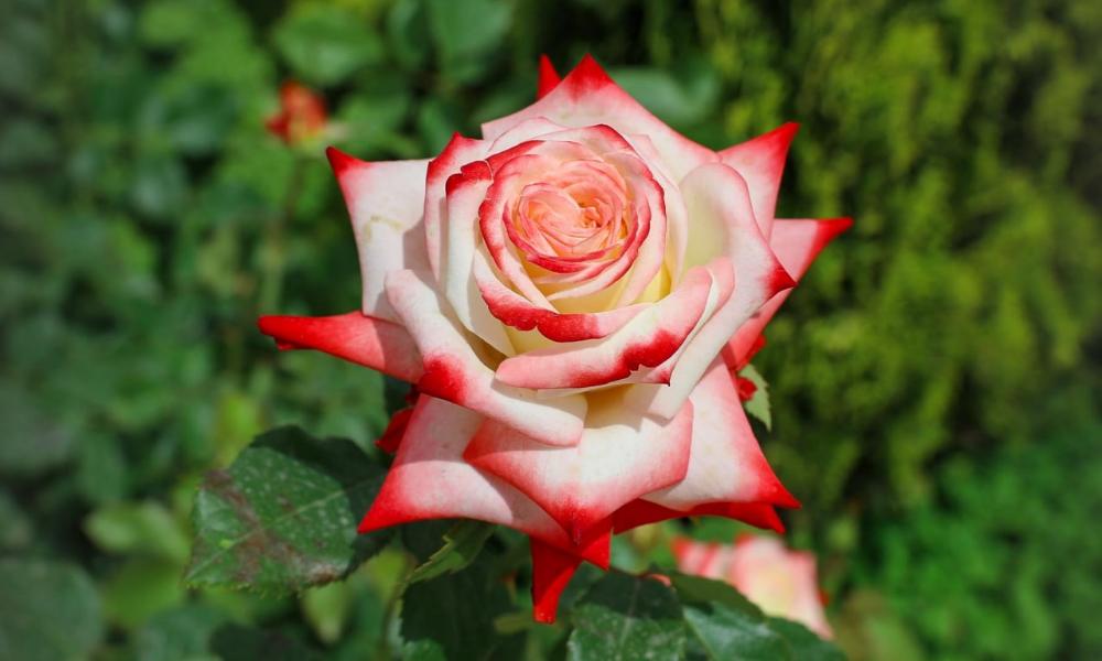 النفس الصافية كأنها خلقت من وردة نقية منبعها المودة.🤍

#صباح_الخير