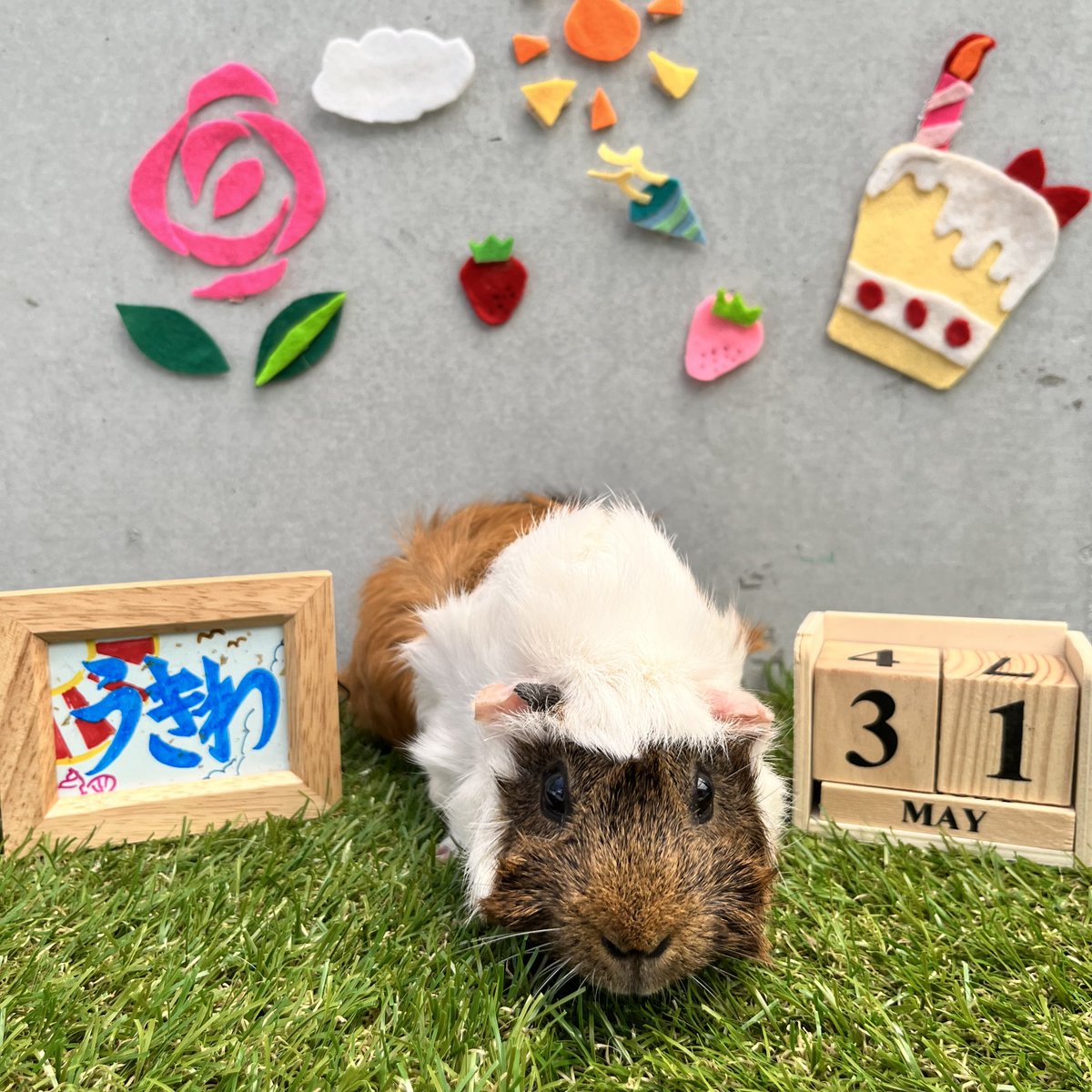 横浜市立野毛山動物園 公式 今日のはぴもる ハッピーバーズデー 5月31日 今日は何の日 世界禁煙デー まいにちのげもる復活 ほぼまいにち 野毛山動物園 T Co Du87g7bup2 Twitter