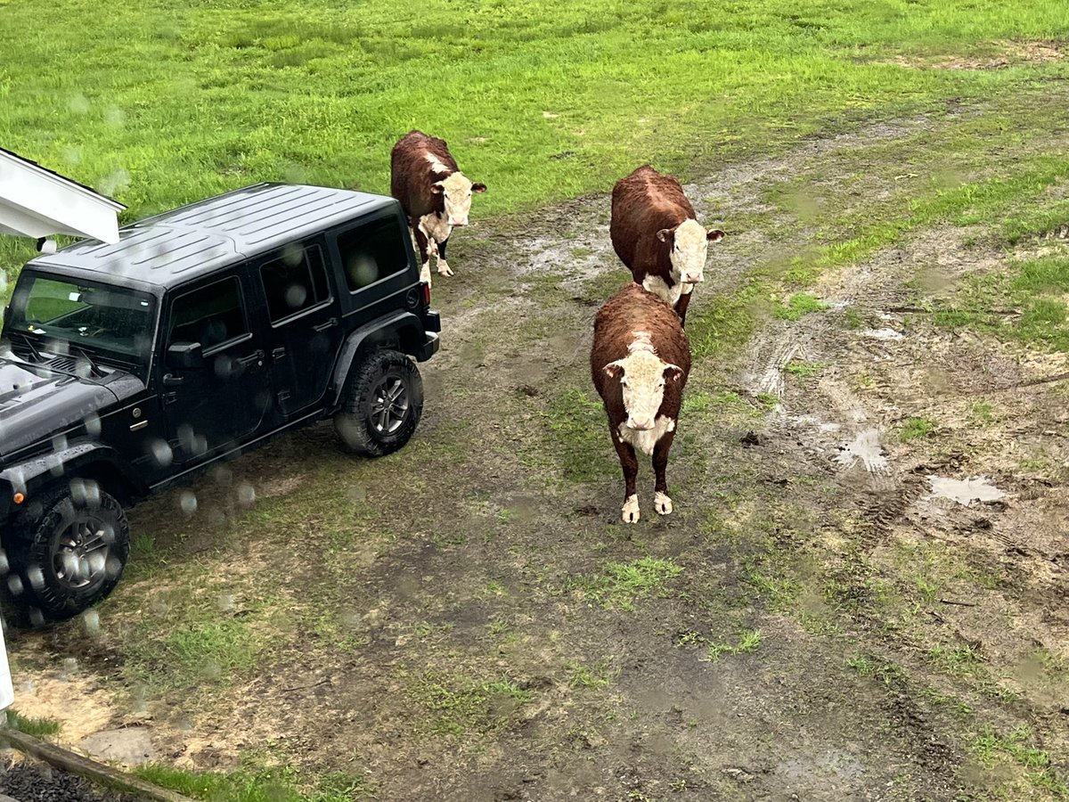 These cows are creep. They keep following us.