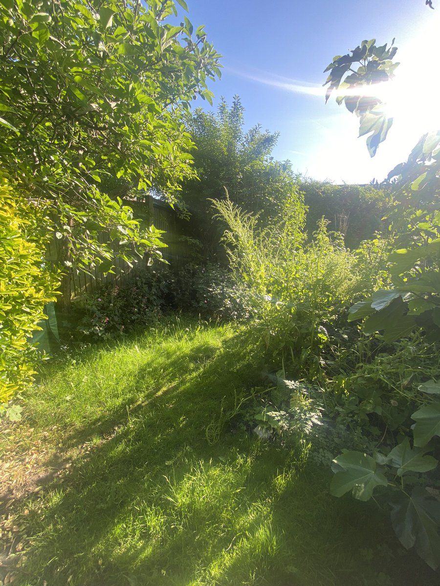 manusboston's tweet photo. Before and after. Garden therapy ❤️😊

#GardeningTwitter #gaygardener #garden ##gardenlife https://t.co/pok4bHd9oh