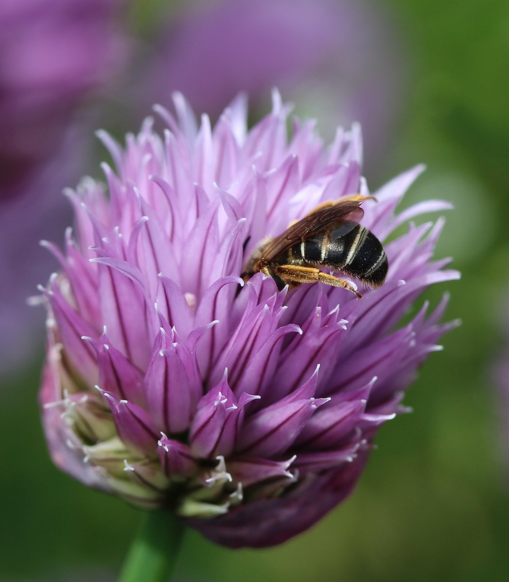 zucchinibeemama's tweet photo. Chive divin' . . . #herbsforbees #halictus #bcnativebees @BCNativeBees https://t.co/xzM1QWnbeG