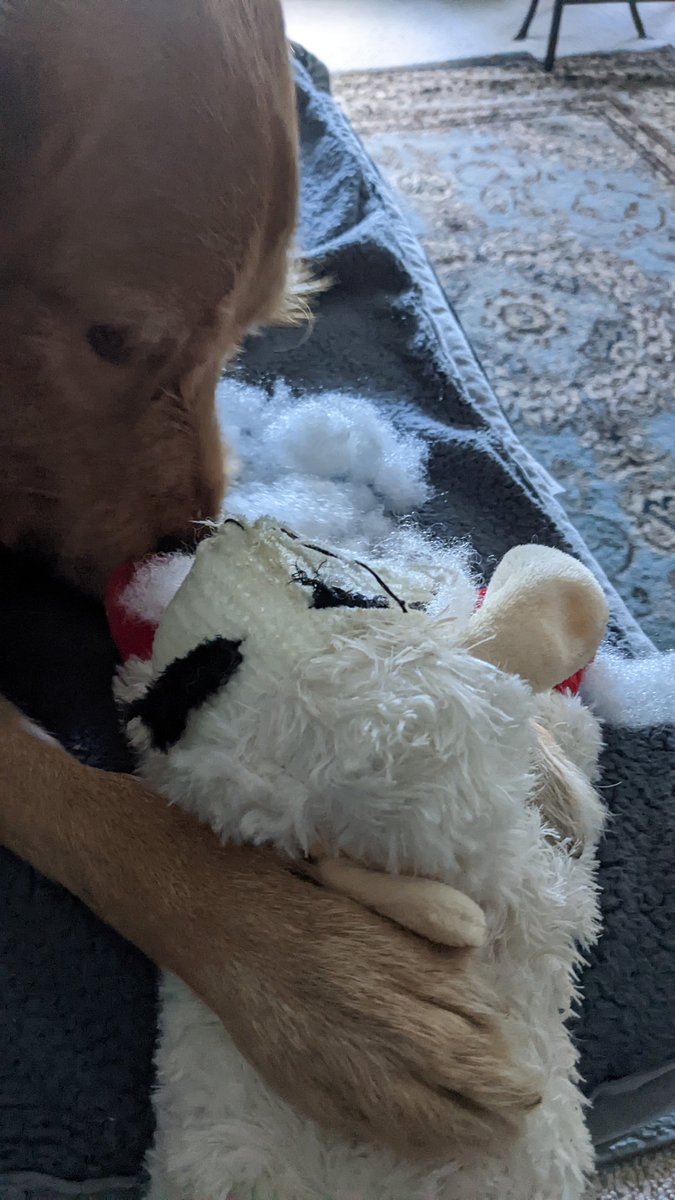 DogBettyLou's tweet photo. My new toy lasted less than 8 minutes. #Multipet #LambChop #dogtoy https://t.co/uxqE7Emr37
