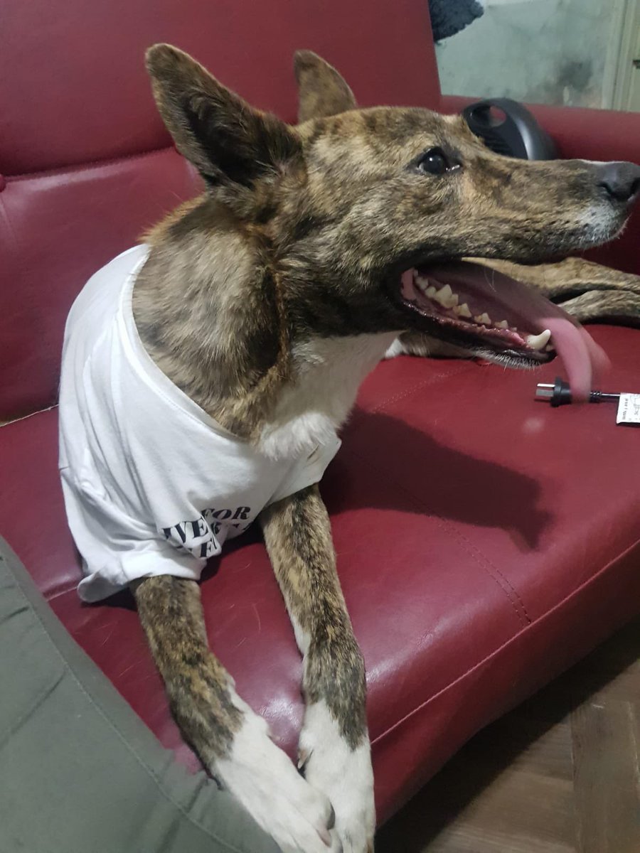 Florcarballa_'s tweet photo. Hola a todos!
Buscamos a Toffee, es marmolado con el pechito blanco, en las patas de atrás tiene 6 dedos y es grandote y muy amigable. 
Zona San Martín-Plaza Kennedy pero fue visto por maipu y no lo logramos ubicar. 
Dejo mi celular 1557481505 
Compartiendo me ayudan un montón https://t.co/A2yGDGDi5i