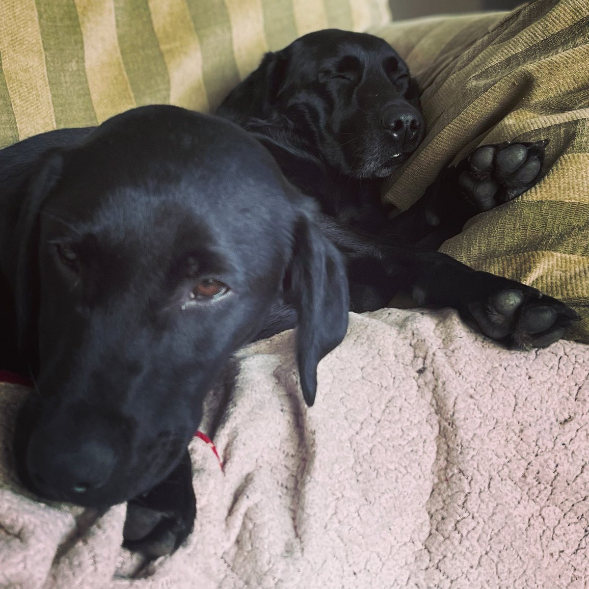 dalesdogdiary's tweet photo. Sunday evening sofa surfing https://t.co/zb0JDEPHx2