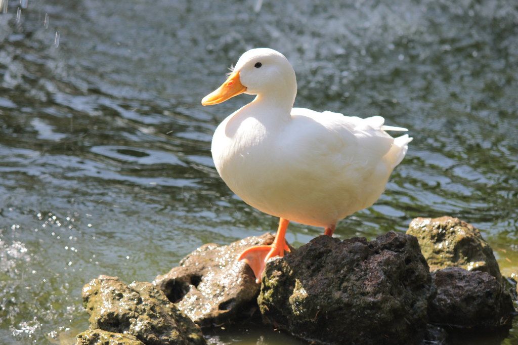 ducksdailyy's tweet photo. https://t.co/dwQYLZYUvH