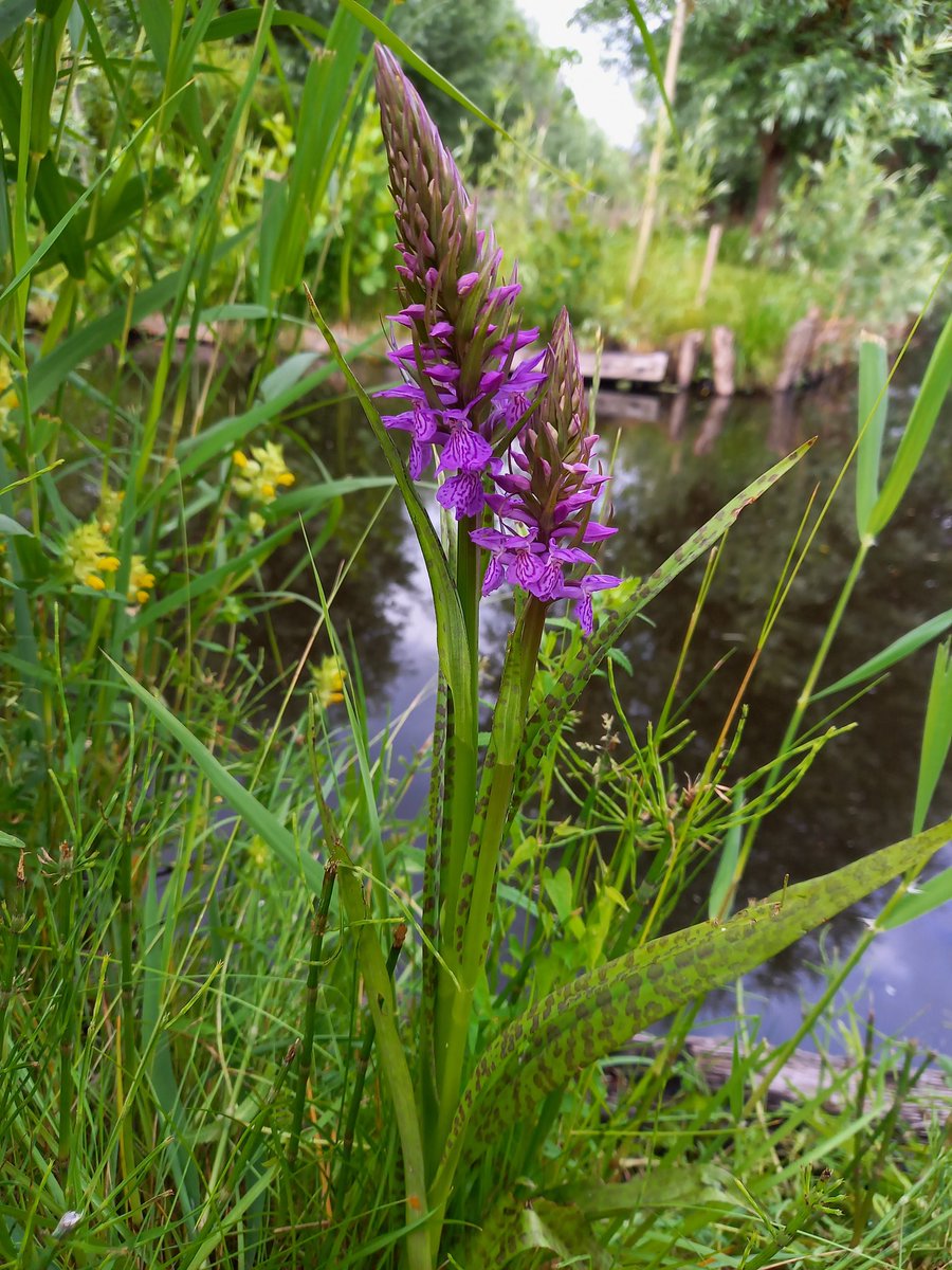 BellaGelata's tweet photo. #wildflowerhourNL #Gouda #Bloemendaalseweg 
Ze zijn er weer! Prachtige reuze orchideeën (gevlekte rietorchis?) Tussen o.a. ratelaar, boterbloem, smeerwortel, koekoeksbloem. https://t.co/o8KjknJxmh