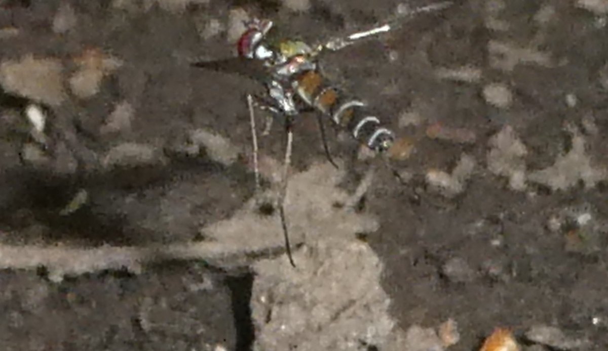 treeruss's tweet photo. Some extraordinary #bioluminescent flies in Big Wood (ASNW remnant in Hampstead, London) today. I didn't know UK had flies that could emit light. Can't find anything on line. Flashes of white in flight.
Any Dipterists able to assist with ID?
Dolichopodidae?? #DipteraID #FlyID https://t.co/D7b77N3jdF