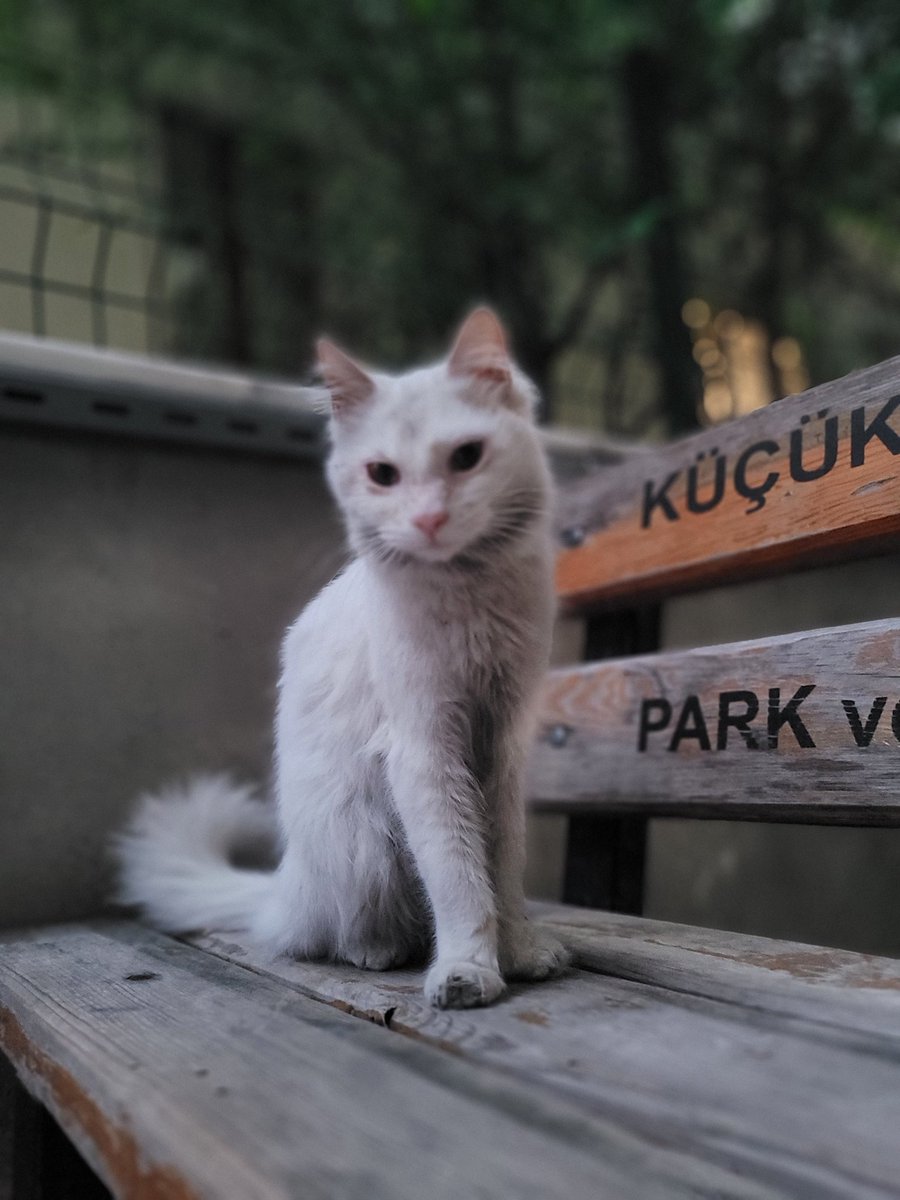 Bal gozlu Iran cocuga yuva ariyoruz,cok cana yakin mir mir bir kedi ve su an gozlerini sildim ama disarda kalirsa cinsi nedeniyle goz akintisindan gozleri capaklanarak kapanmaya doner lutfen yuvalandiralim
@afroditkimki