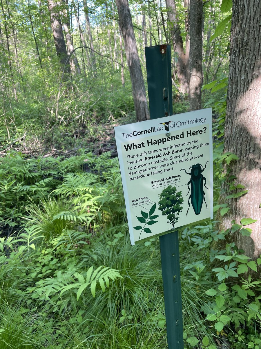 hawkmothCRISPR's tweet photo. Iβve seen quite a few trees that didnβt make it for the season. This one has an important message for why we should advance our study of insects #sapsuckerwoods #entopoc π’π±π²β€οΈ https://t.co/HiGz4CliWc