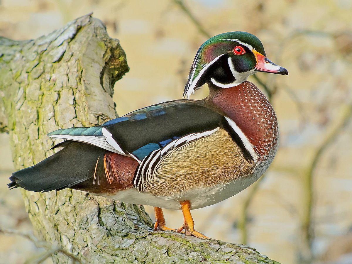 USFWSBirds's tweet photo. Happy #BlackBirdersWeek2022! I’m Jerome Ford, Assistant Director for Migratory Birds. My favorite bird is the beautiful wood duck, one of the few species of ducks that nests in trees. What’s yours? @BlackAFinSTEM Photo: Frank Vassen/Creative Commons https://t.co/UtGqbE8Hnf