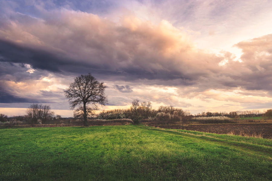 New artwork for sale - Somewhere between winter and summer in the field dejan-travica.pixels.com/featured/somew… 

#spring #serbia #serbiannature #naturephotos #landscape #landscapephotography  #serbianlandscapes #wallartforsale #naturescene #serbianfields #giftideas #bloossom #artworkforsale