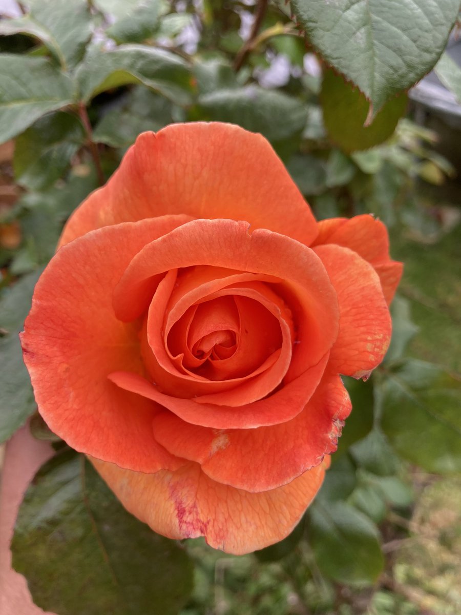 ripon in bloom tweet media