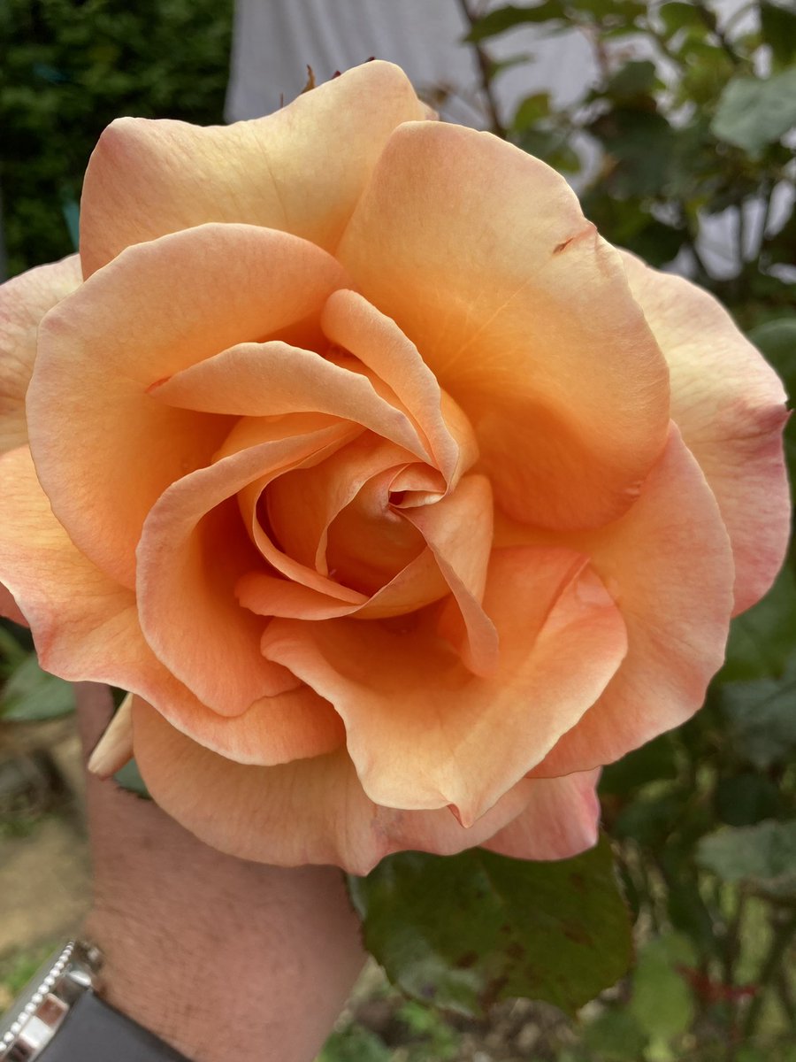 ripon in bloom tweet media