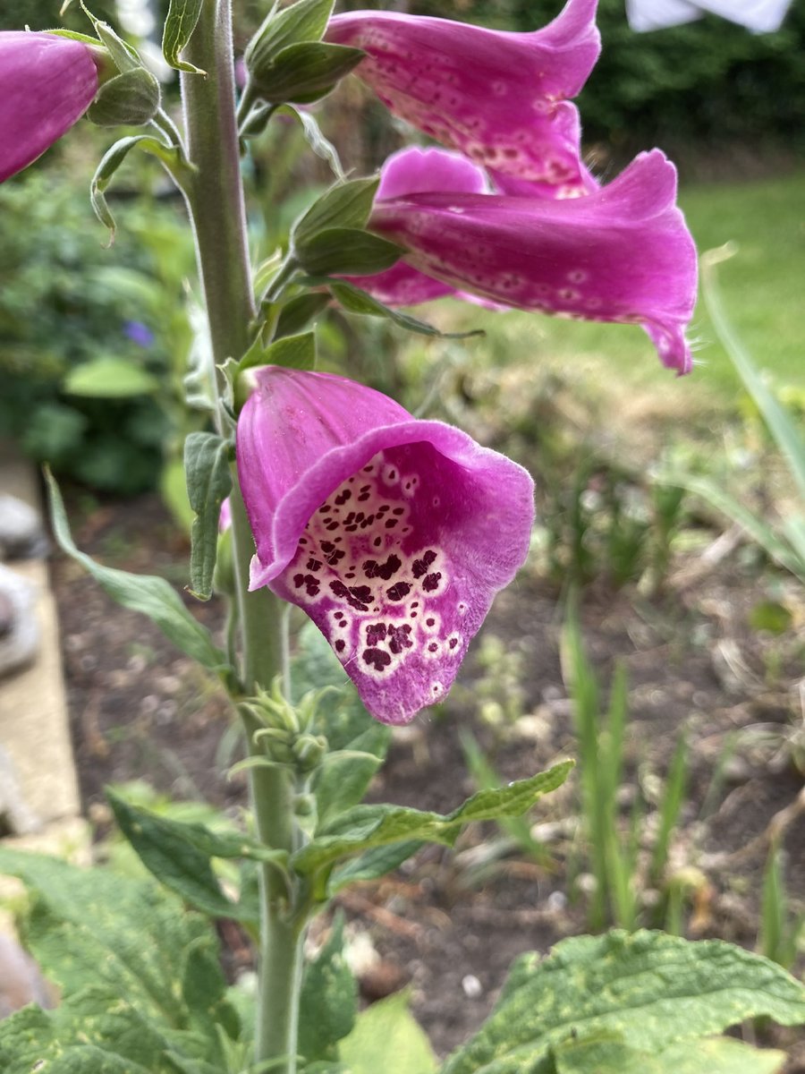 ripon in bloom tweet media