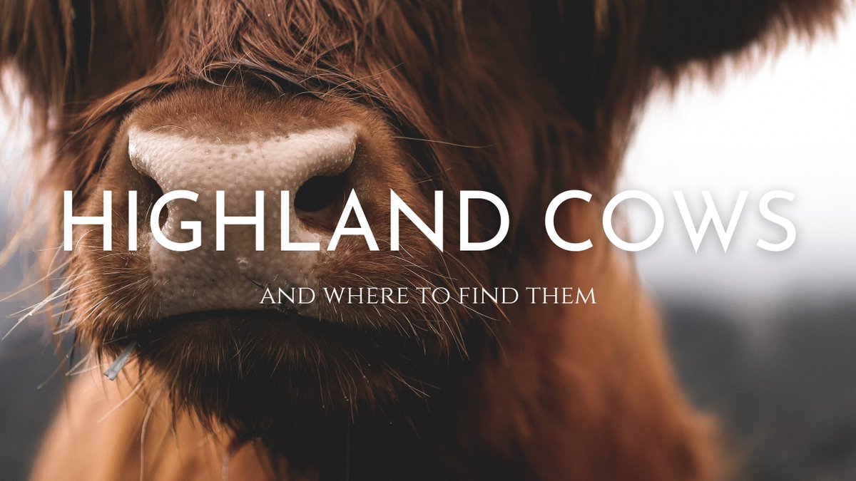 Want to know where you can find some Highland Cows next time you visit Scotland? bonnieboxesltd.com/post/highland-… #TravelScotland #HighlandCows #Travel