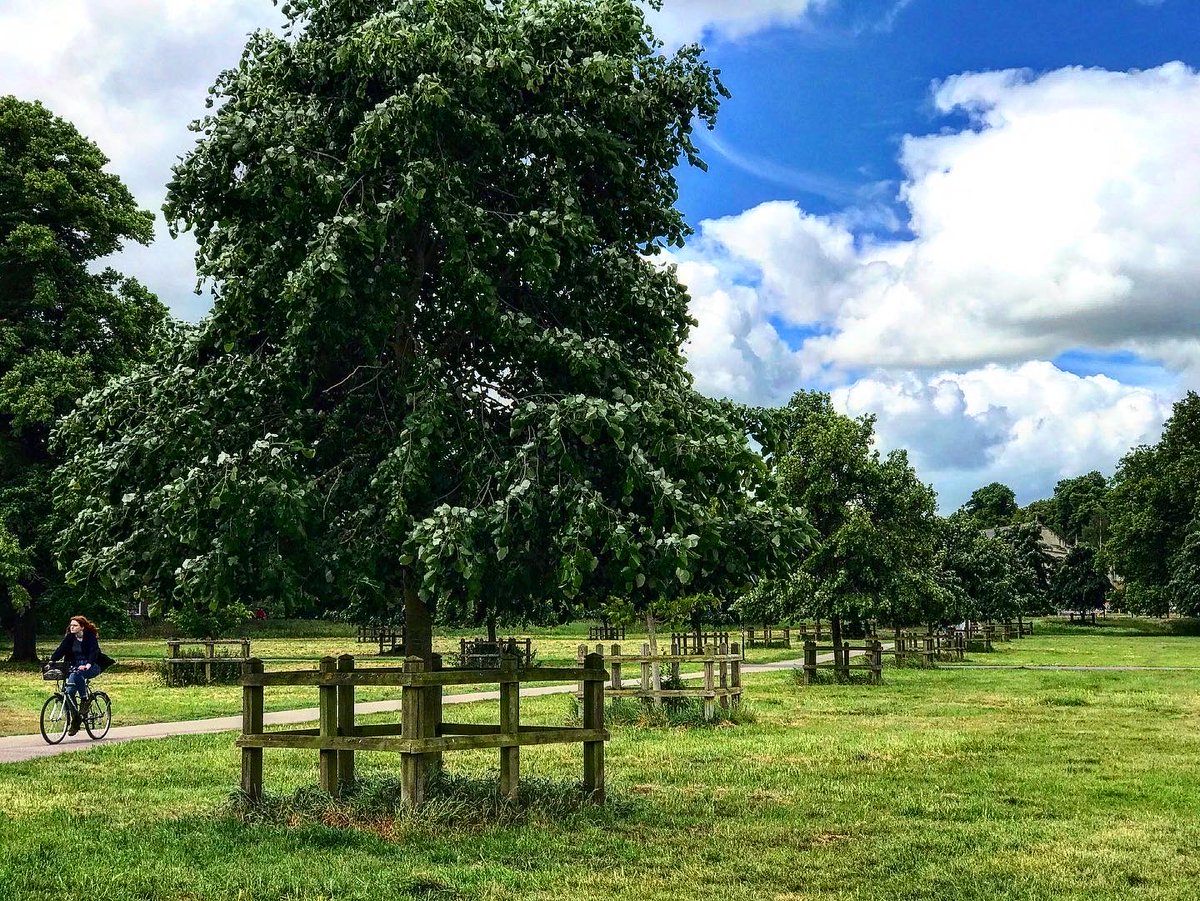 JuliaMarie8's tweet photo. #breezing along #midsummercommon #cambridge @camdiary @acambridgediary @srawlinsonphoto @emmajgleave @AlbearCamus https://t.co/rlbGEbyidp