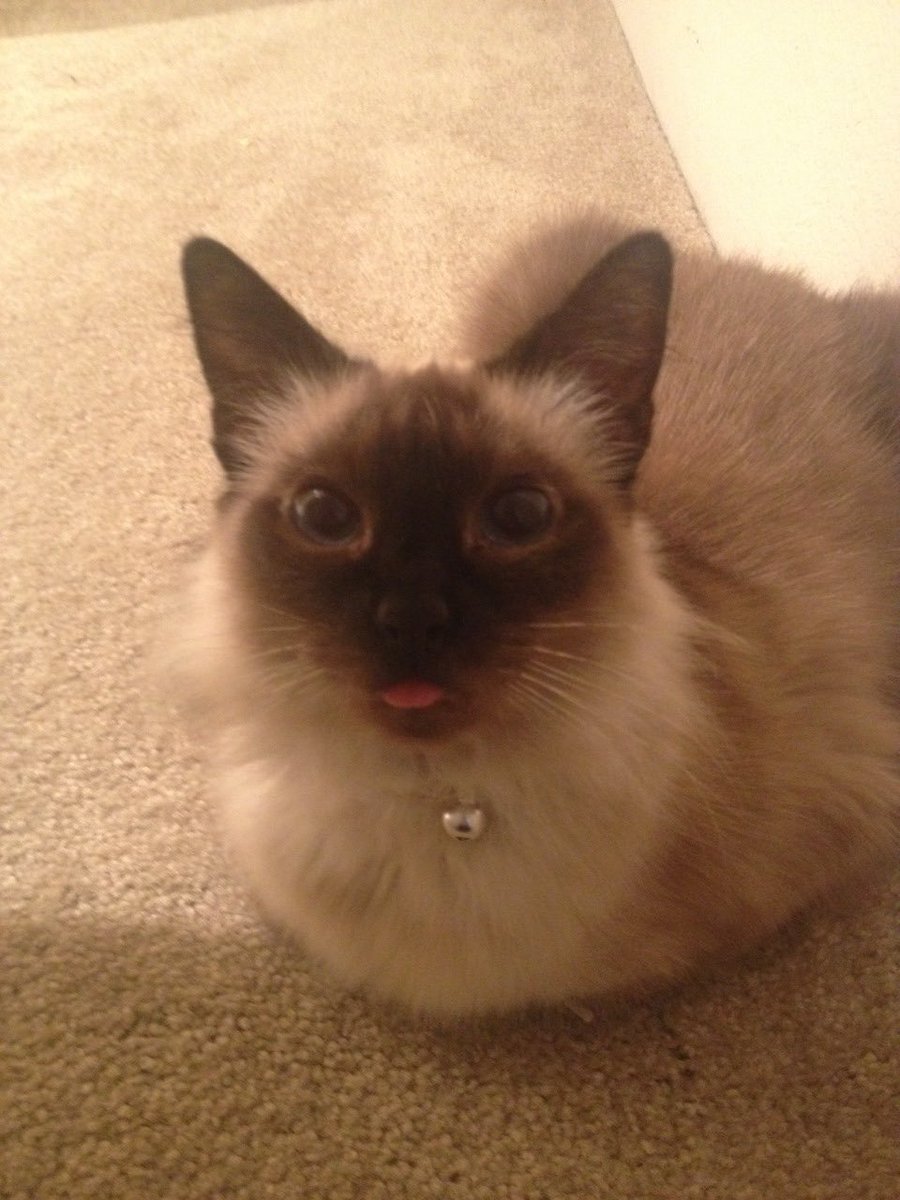 kendraquartz's tweet photo. blep throughout the years [2013 - 2022] https://t.co/qZ36cviOtT