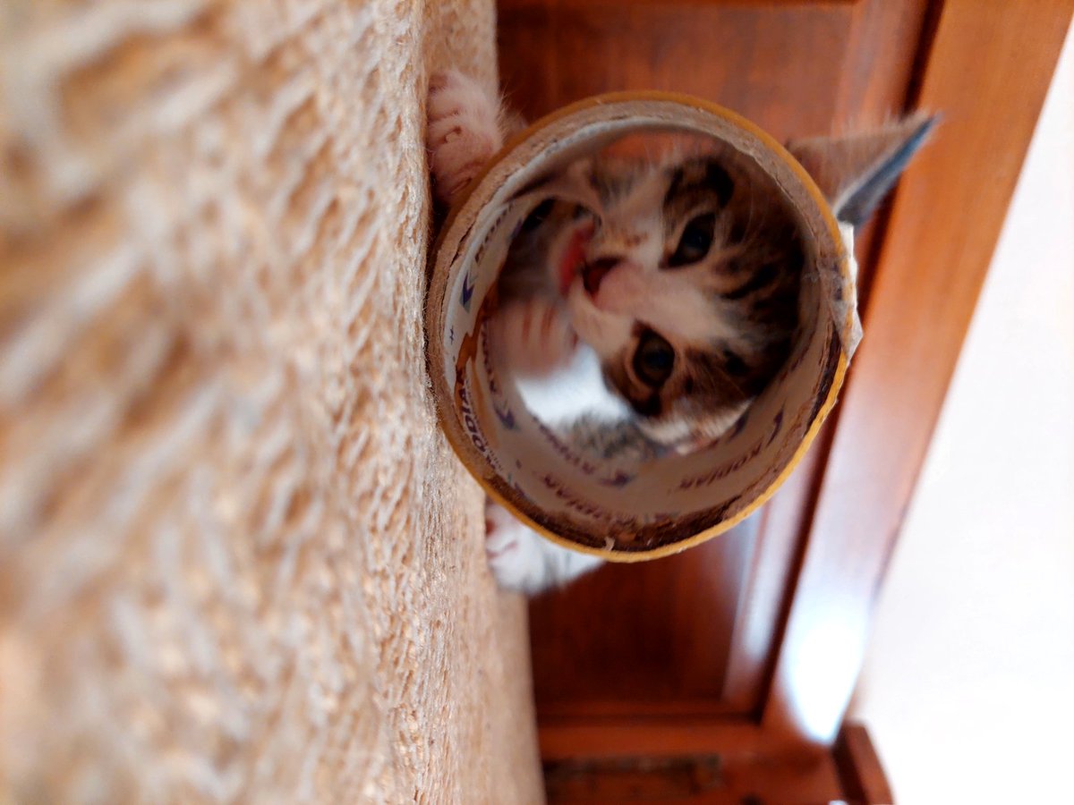 ohhcomeonmann's tweet photo. #CatsOfTwitter #CatsOnTwitter #catsofturkey #CatsLover https://t.co/hLMSPEArDY