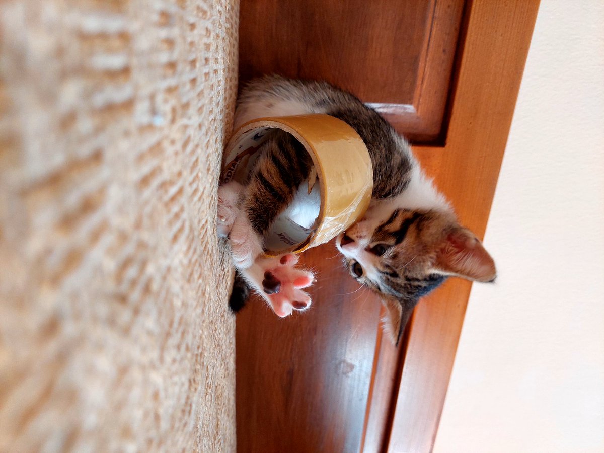 ohhcomeonmann's tweet photo. #CatsOfTwitter #CatsOnTwitter #catsofturkey #CatsLover https://t.co/hLMSPEArDY