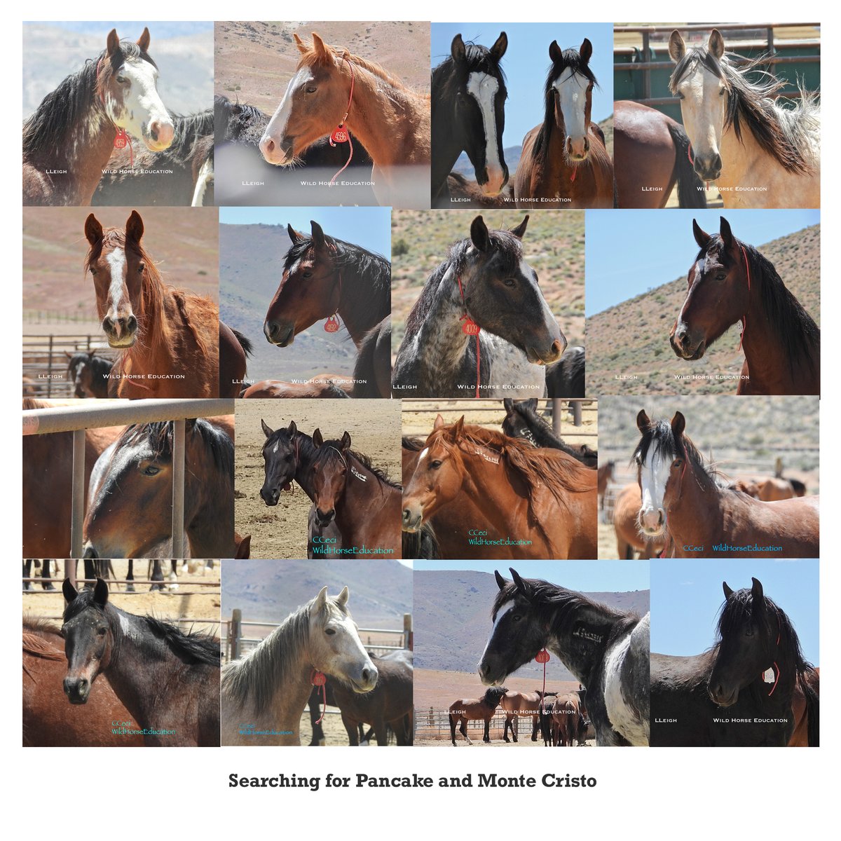Wild Horse Education tweet media