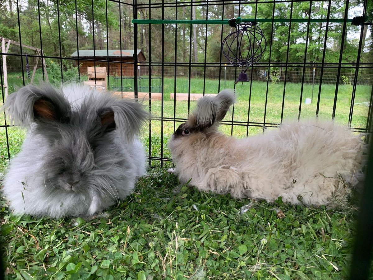 bunsofconyers's tweet image. Hello world! We are the Buns of Conyers. We’re here to chew carrots and be cute, and we’re all out of carrots! Follow us for adorable pics of us on the farm and with our hoomins! #rabbits #bunnies 🐇🐰🥕