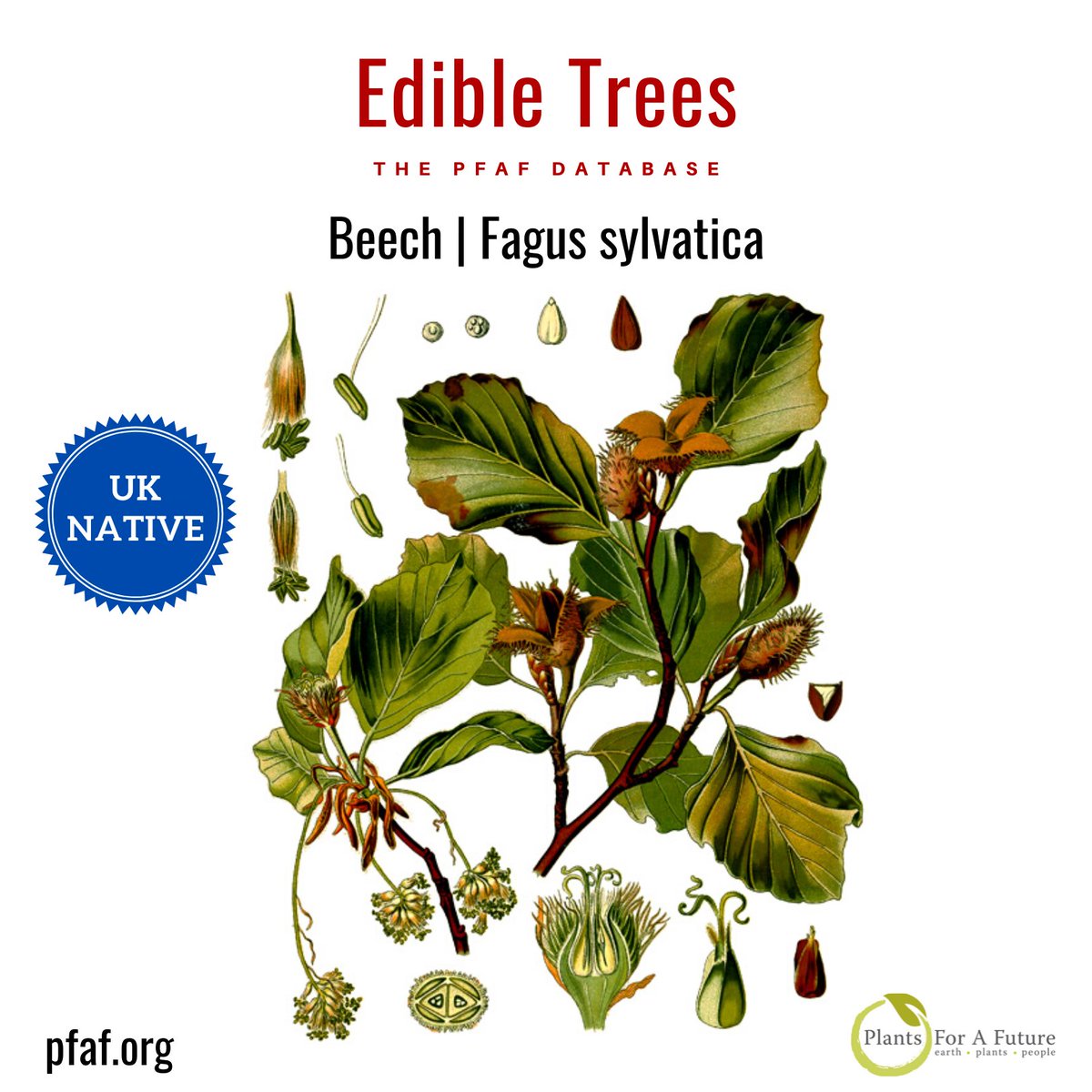 Edible Trees | Beech | Fagus sylvatica pfaf.org/plants/beech-f…