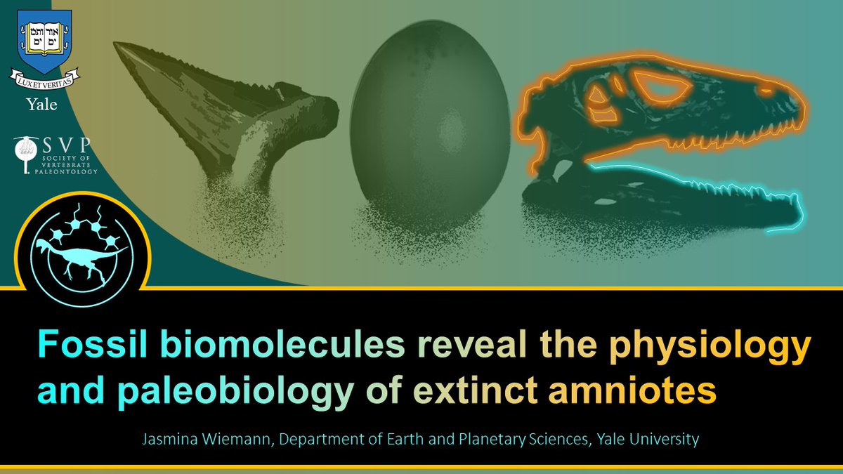 If you are looking for a short video summary 📽️ of our recent paper on the evolution of dinosaur metabolic rates 🫁🦕🦖🐣, you're welcome to check out my Romer session talk at the 2020 meeting of the Society of Vertebrate Paleontology (now online):

youtube.com/watch?v=qndKZK…