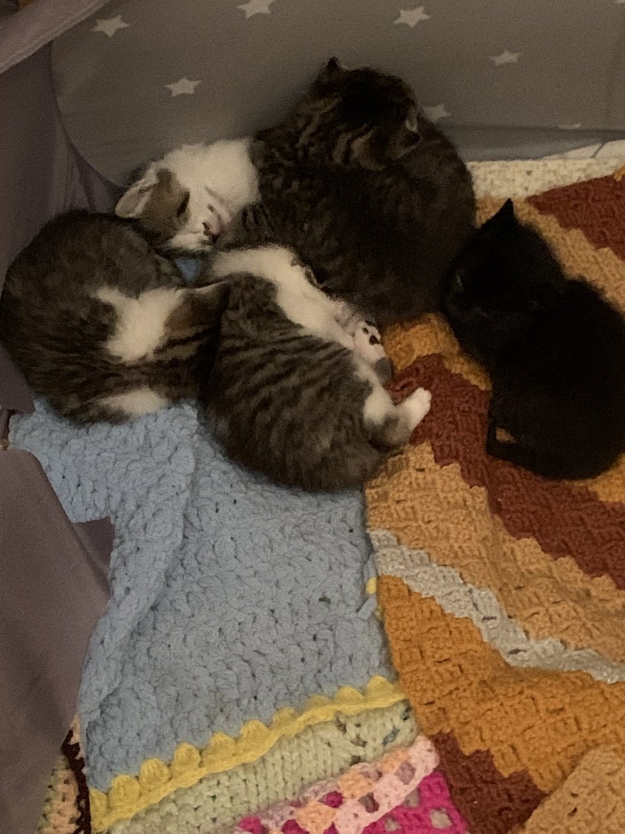 Now got 5 beautiful kittens thanks Sasha