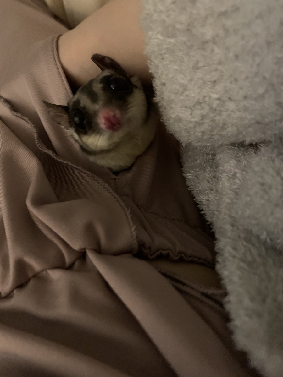 pomenopon's tweet photo. ①散歩に行きたくないぽん
②ジャンプに失敗して驚くおこめ
③なかよしにぴょん
④食い散らかし姫おとめ
うちにはうさぎモモンガぽんがいます🌱 https://t.co/G7bNn3Q9iV