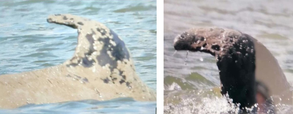 Suite à la décision du <a href="/Prefet76/">Préfet de Normandie et de la Seine-Maritime</a> d'euthanasier l'orque dans la Seine en raison de son état de santé, c'est la mort dans l'âme que nous entamons une course contre la montre pour la retrouver et éviter qu'elle n'agonise seule et ne coule au fond du fleuve. 
<a href="/AdeMontchalin/">Amélie de Montchalin</a>