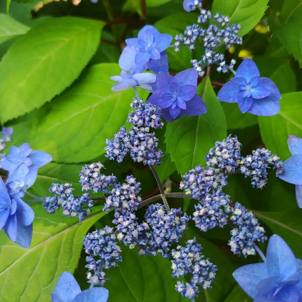 hiroccini's tweet photo. 昨日の六義園
just before #rainyseason in #japan
#hydrangea #japanesehydrangea #rikugien #komagome #tokyo #japan #アジサイ #あじさい #紫陽花 #日本紫陽花 #六義園 #駒込 #東京 https://t.co/Z6Pwlo0QJ1